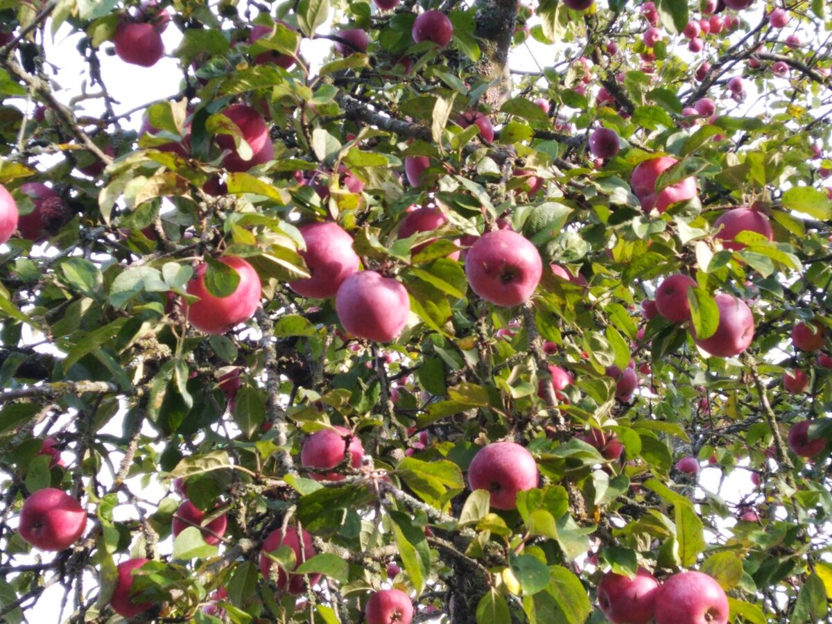 Вот такой нынче дачный урожай. Фото автора