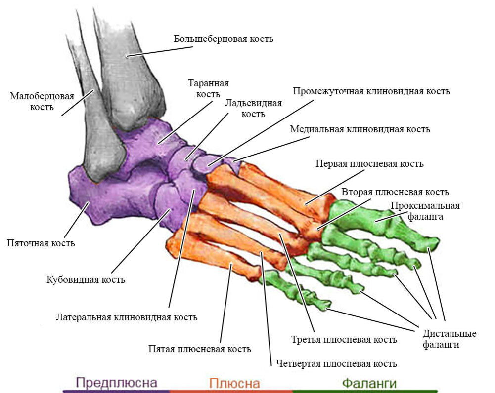 Стопа человека строение. Строение стопы плюсневая кость. Анатомическое строение стопы человека. Кости стопы человека анатомия. Строение ладьевидной кости стопы.