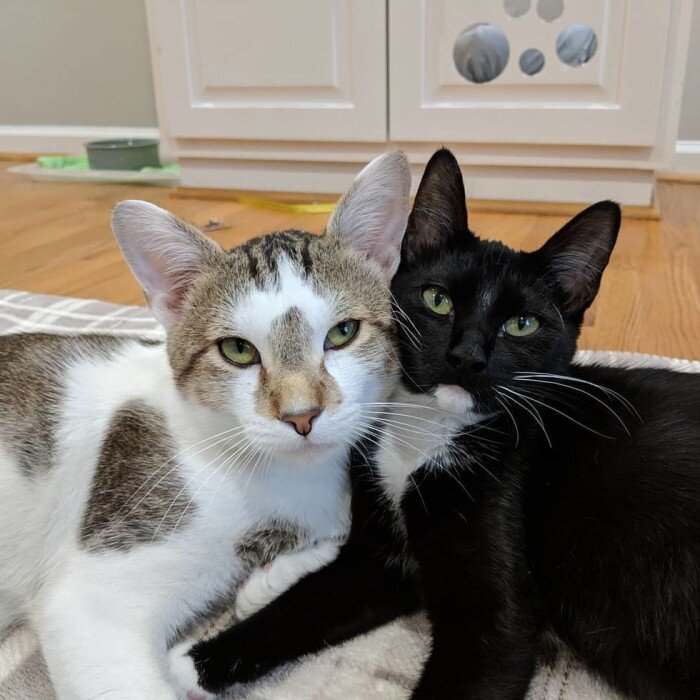 Кот и кошка. Источник фото: https://koteiki.com/kot-s-koshkoy-stali-roditelyami-pered-dnyom-vlyublyonnyh-i-teper-zabotyatsya-o-kotyatah-vmeste/