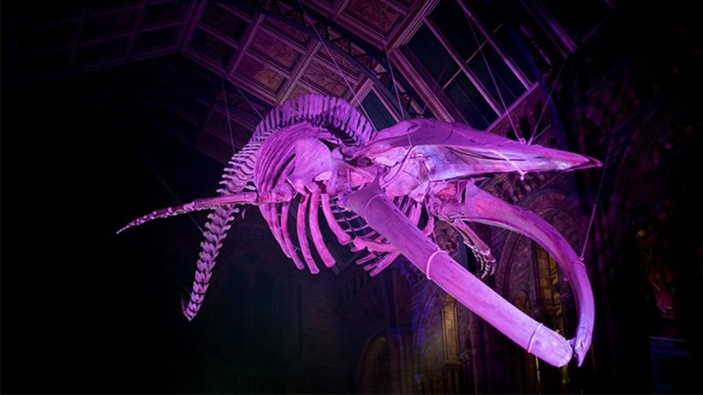 Фото: Natural History Museum