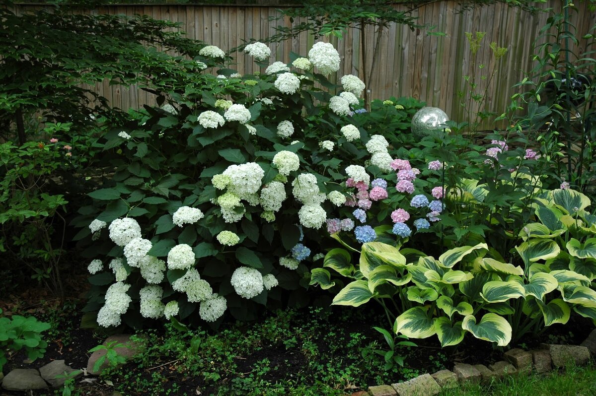 Гортензия с хостой                 @mykaleidoscope.ru