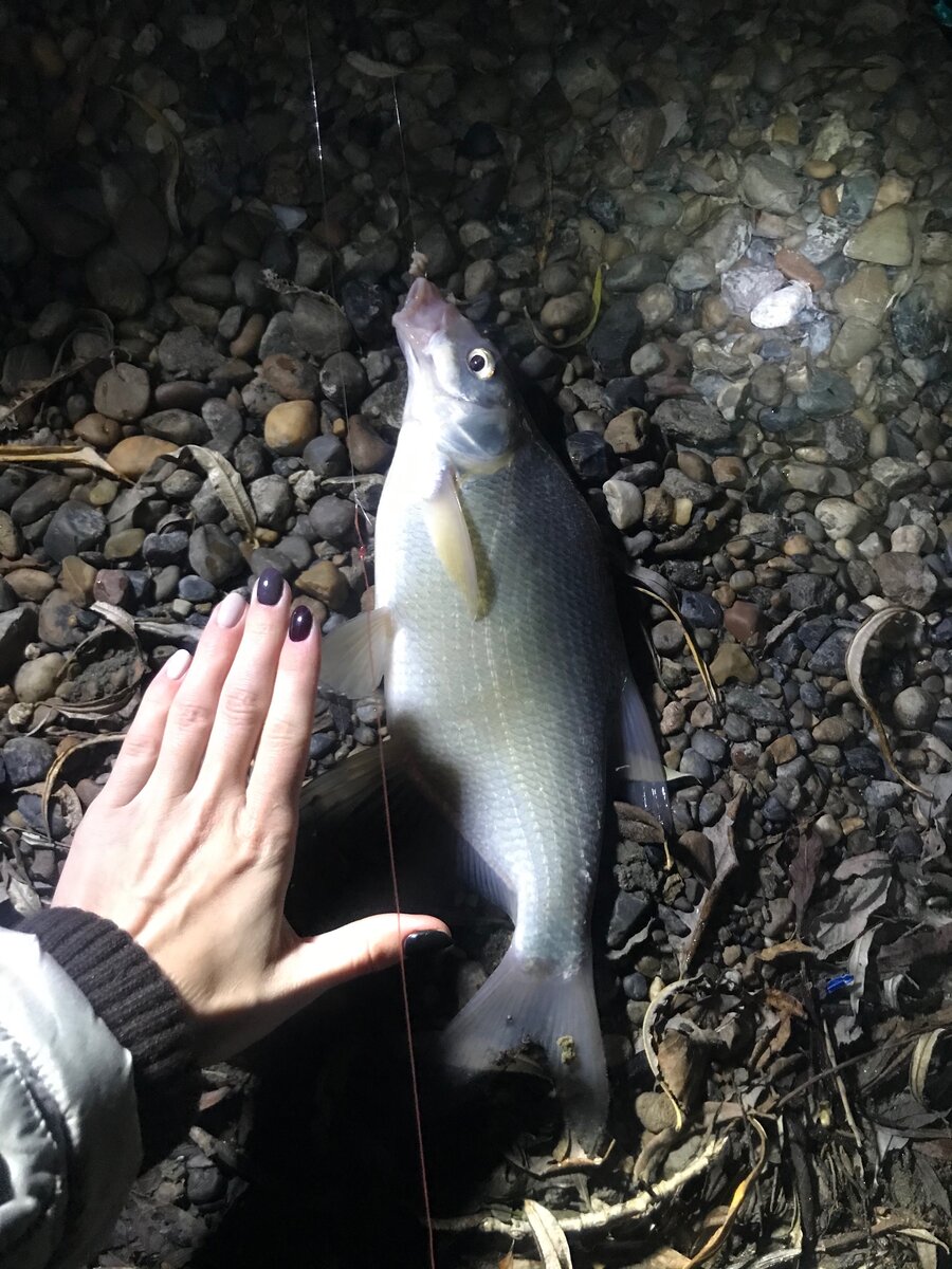 Лещ 🐟 