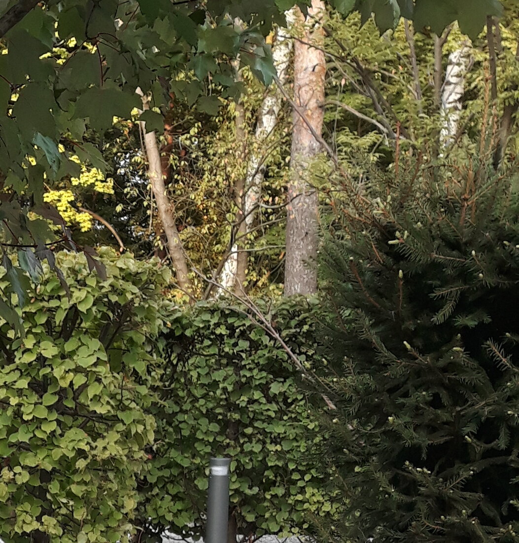 Фактура Лабиринта. Видны стены из разных пород деревьев.