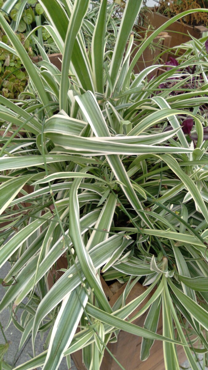 Chlorophytum SP Charlotte