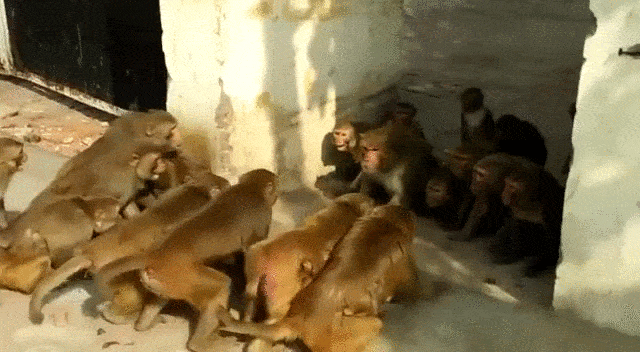 Тёрки проходят и между семейными группами обезьян. Особенно часто это происходит в городе, где территория ограничена.