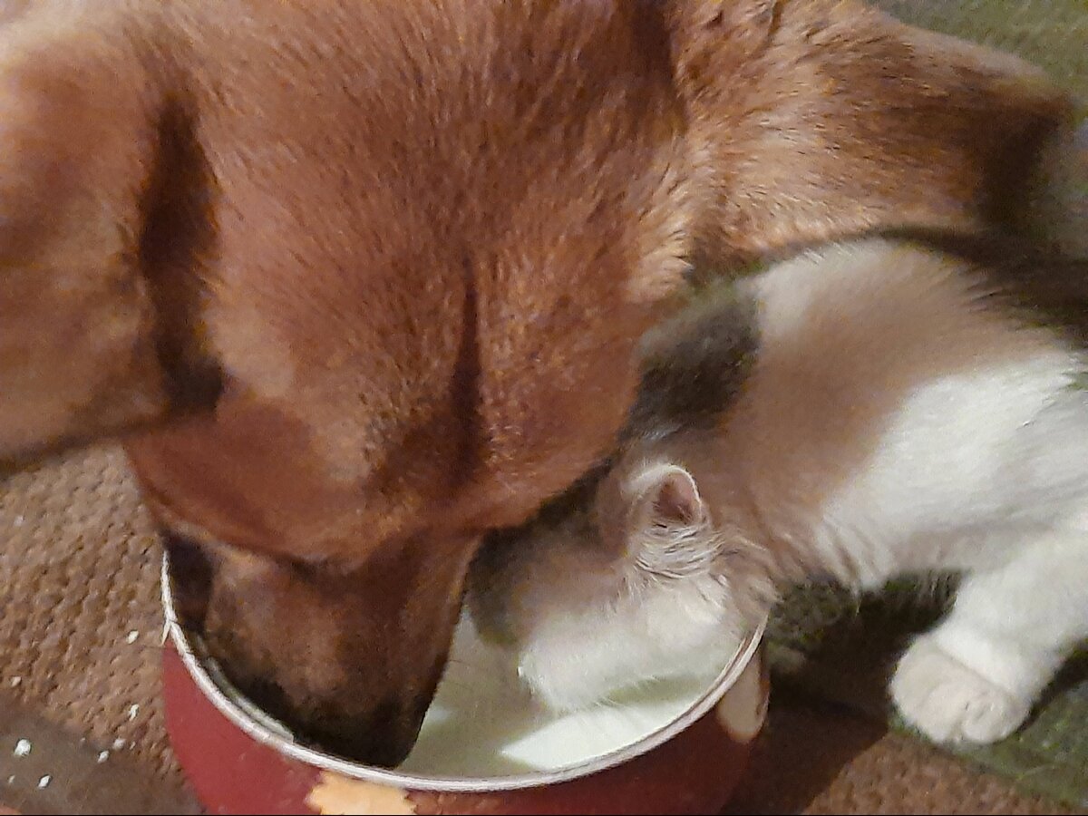 Марси и Репа. Обе любят молоко. 