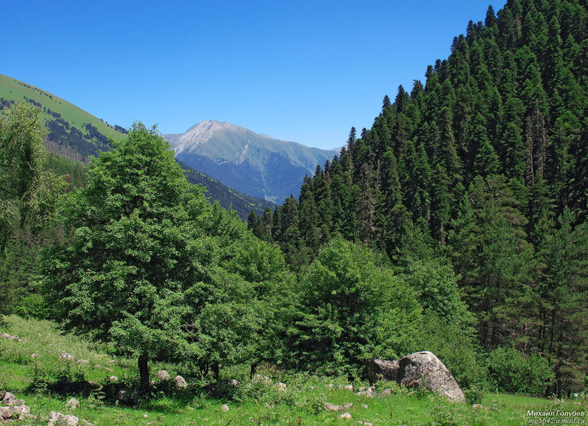 Деревья кавказа фото и названия