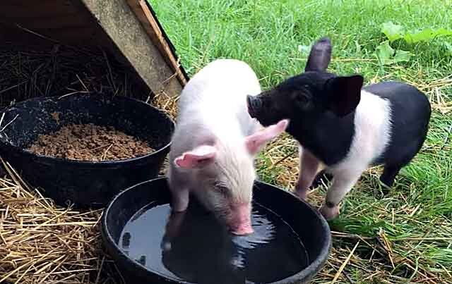 Разведение свиней в сельском хозяйстве