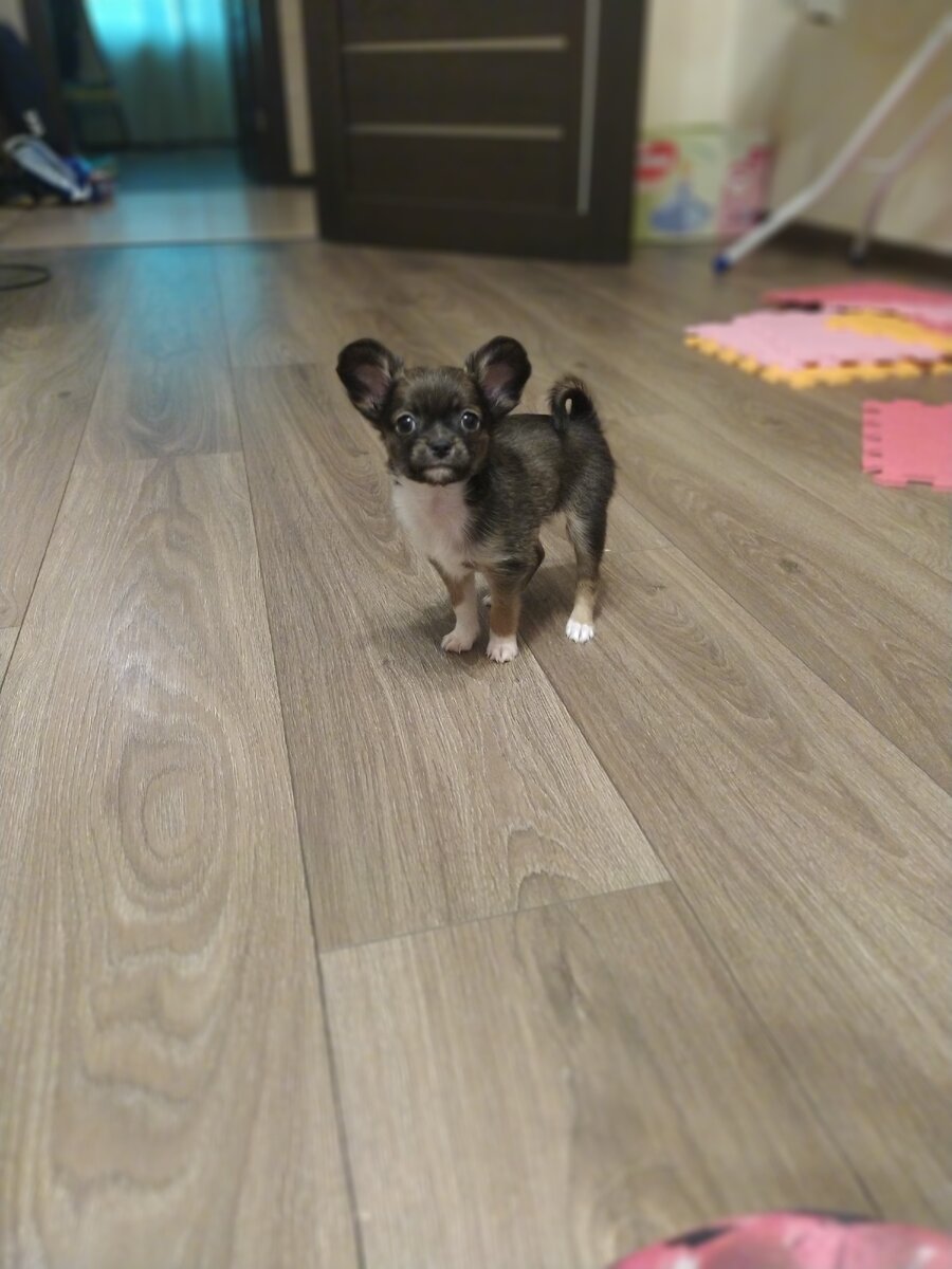 Общими усилиями выбрали ему имя. Он - Локи. 