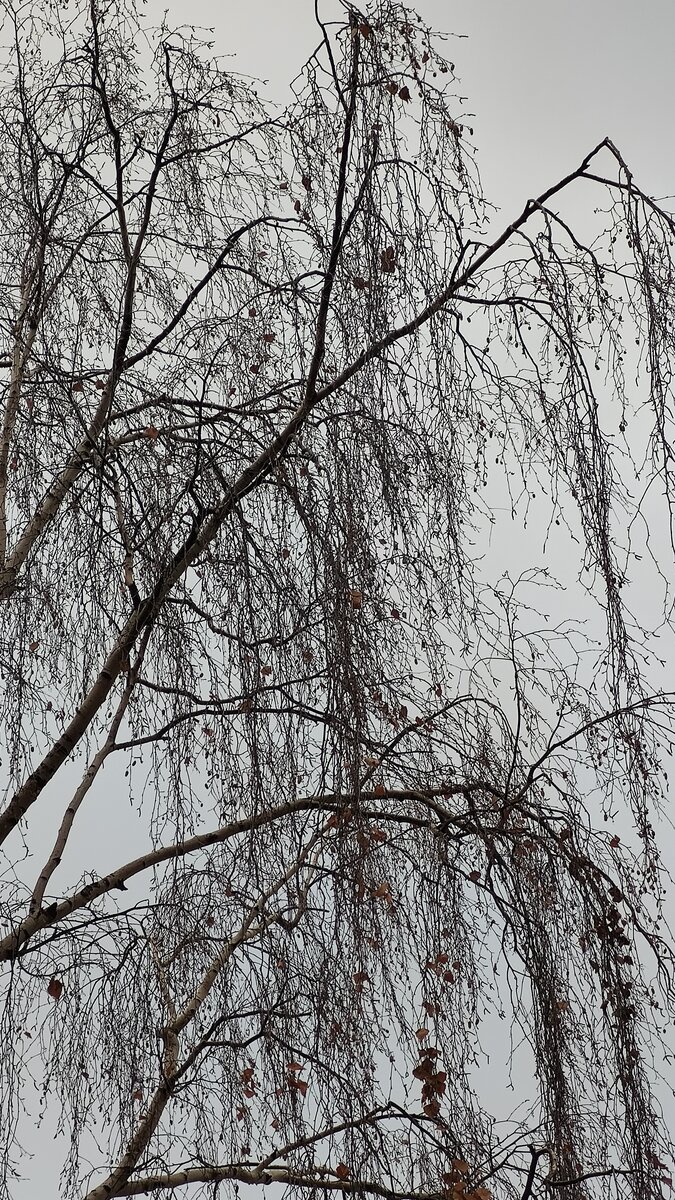 Фото Лианы Романовой