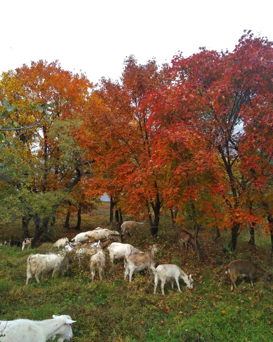 Красивая осень