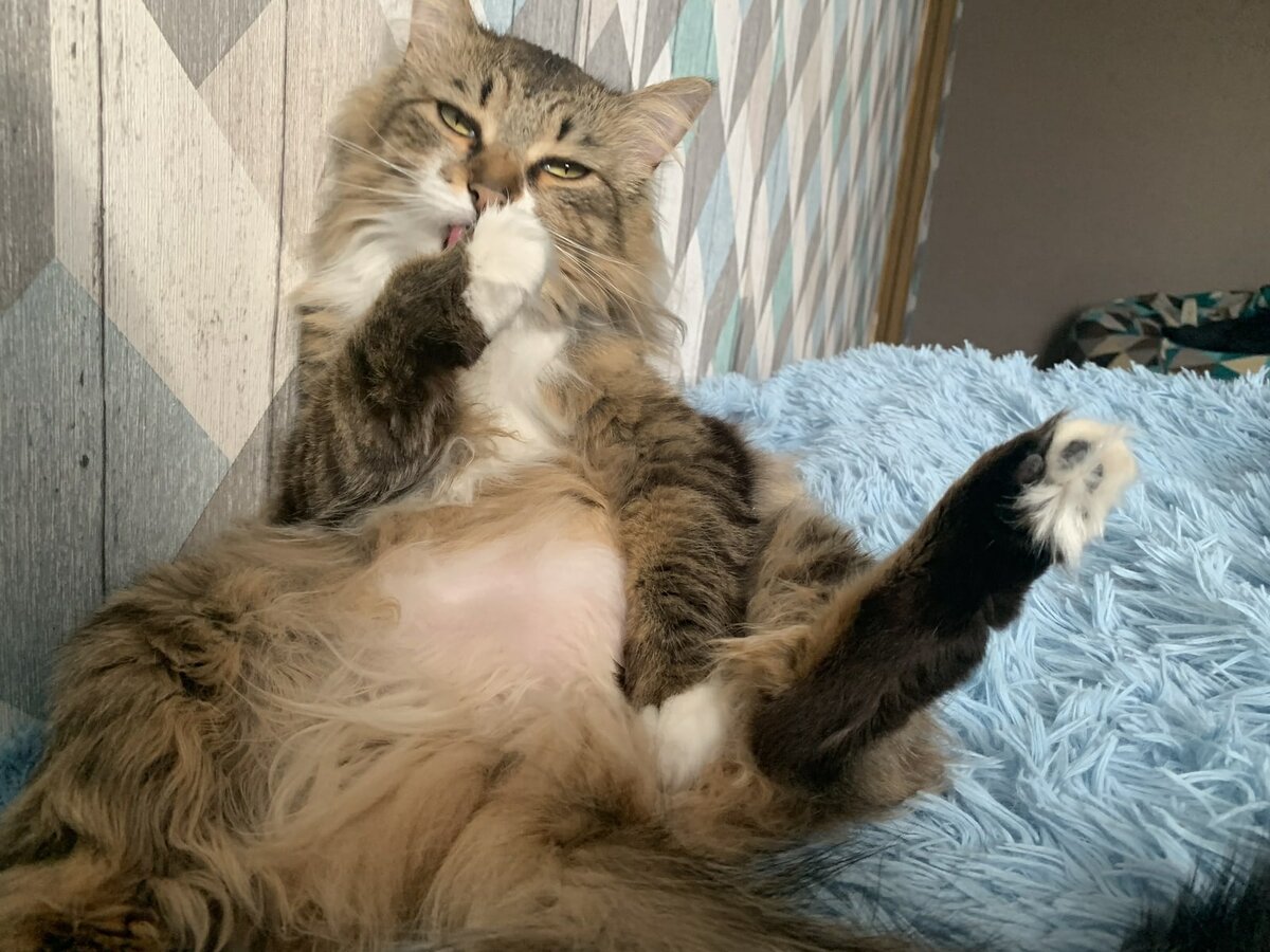 Макс и Гоша сидели на залитой солнечным светом веранда.Макс отдыхал растянувшись на диване после вкусного завтрака,а Гоша сидя на плетенном столике и с аппетитом клевал большое красное яблоко.