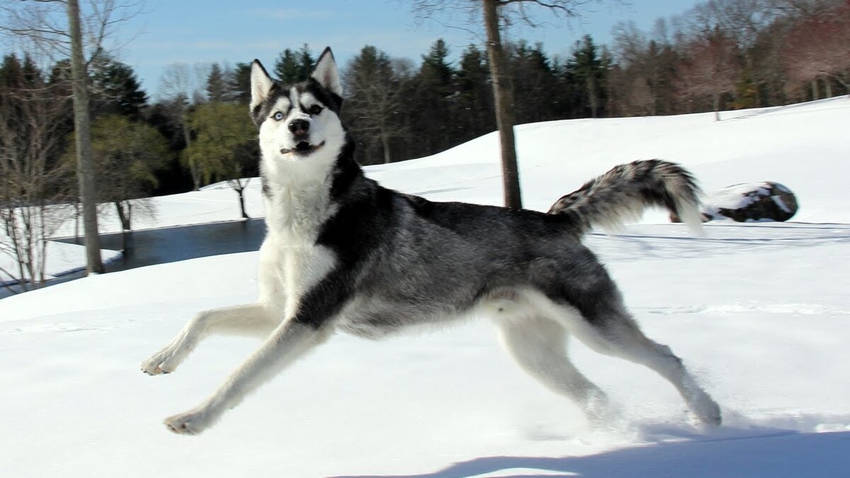 Источник: https://i.ytimg.com/vi/mwwDE4bzVmI/maxresdefault.jpg