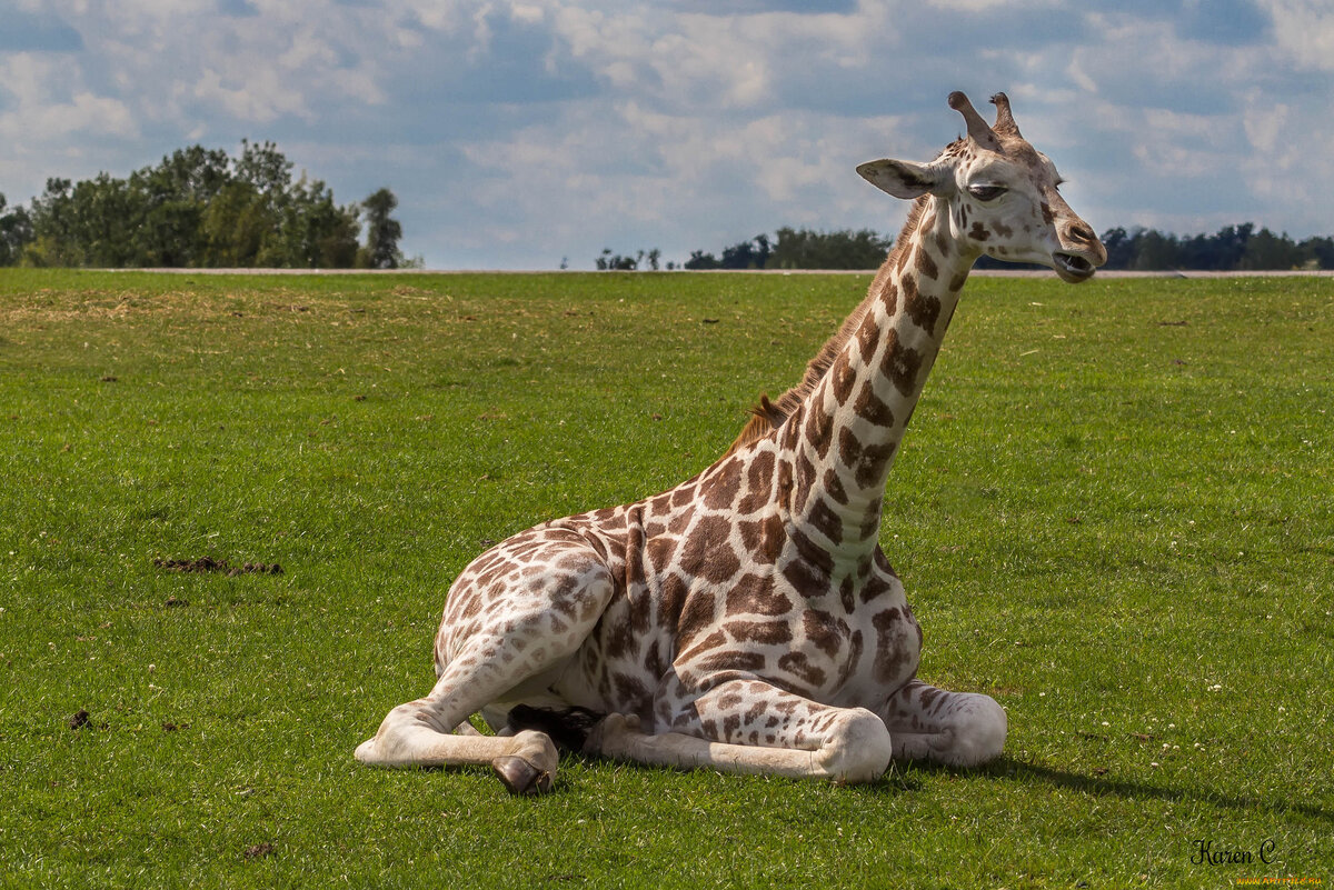 возможно, он мог бы расти таким...........