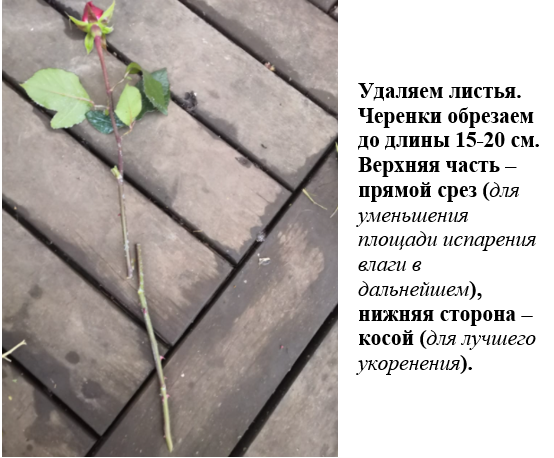 Осеннее черенкование роз. Фото из архива автора и друзей.