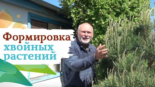 Как формировать хвойные растения?