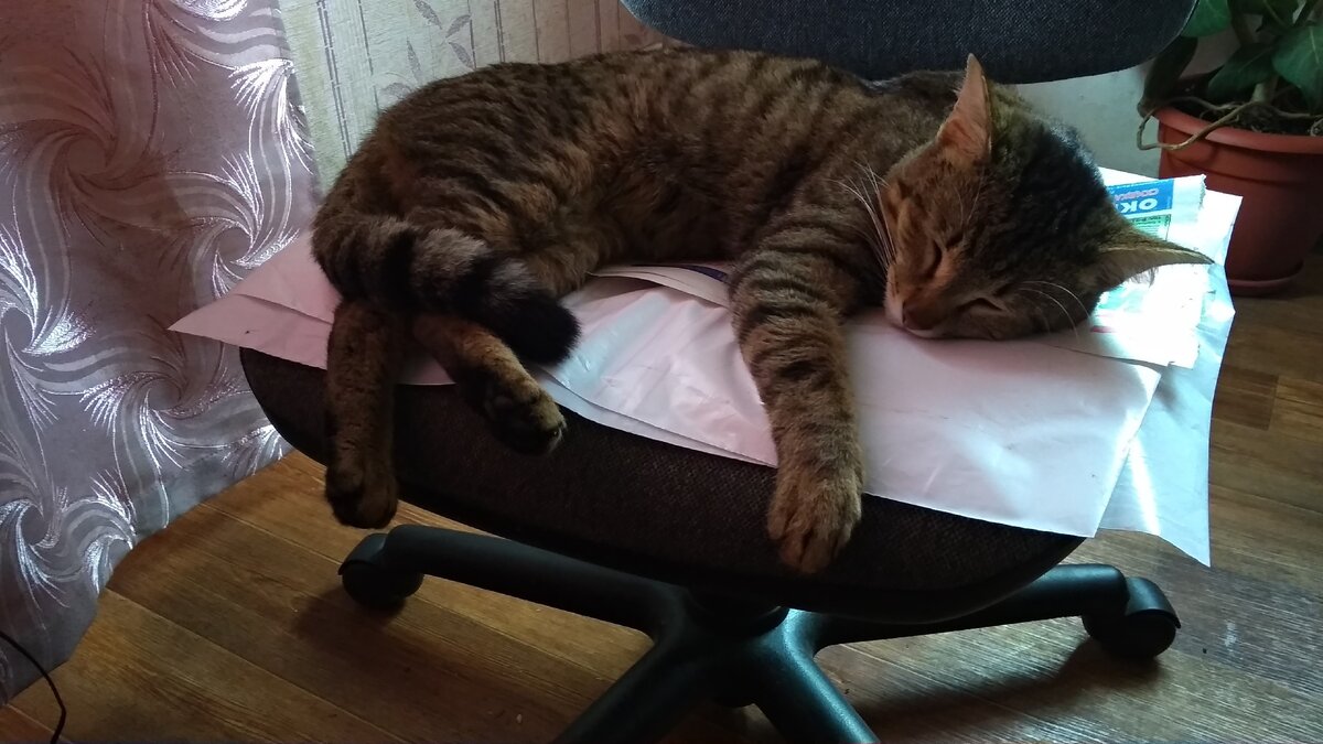 Сладкие сны после гончих прогулок