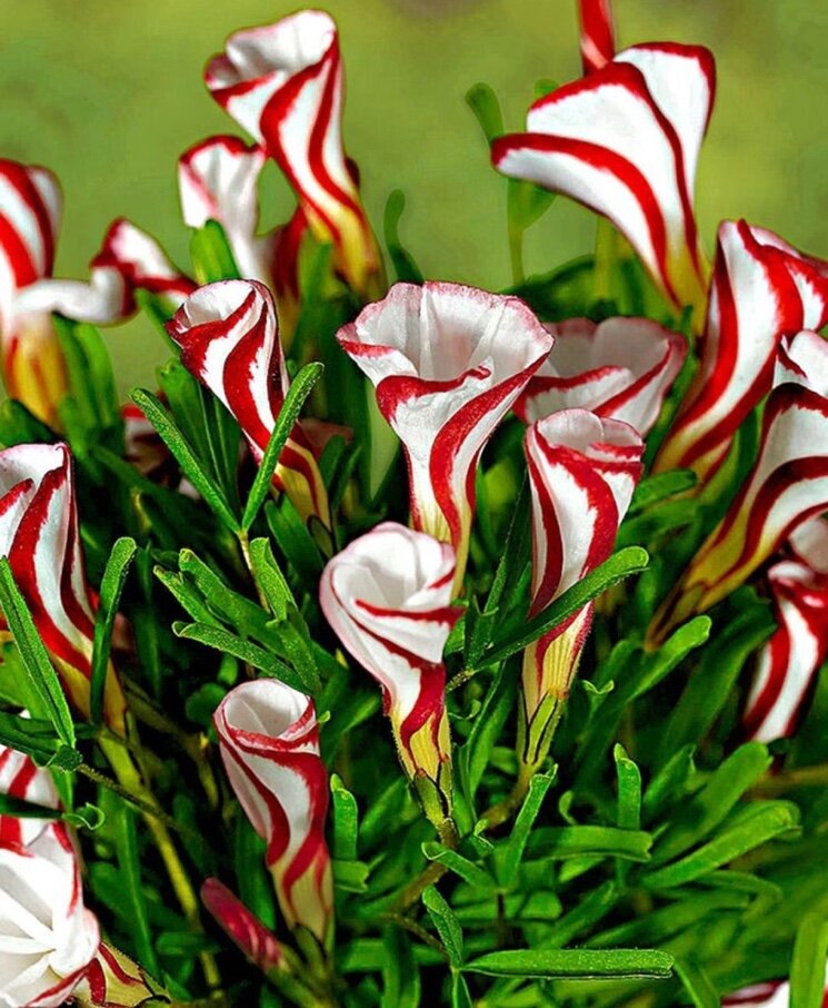 Сами красивая цвети. Оксалис версиколор. Кислица версиколор. Оксалис пестроцветный. Оксалис versicolor (версиколор).