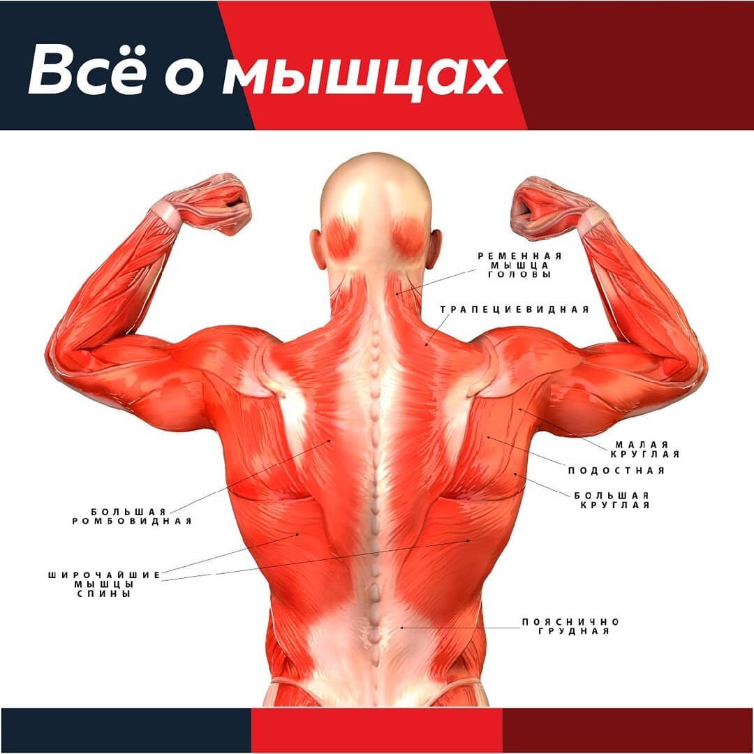 Немного анатомии