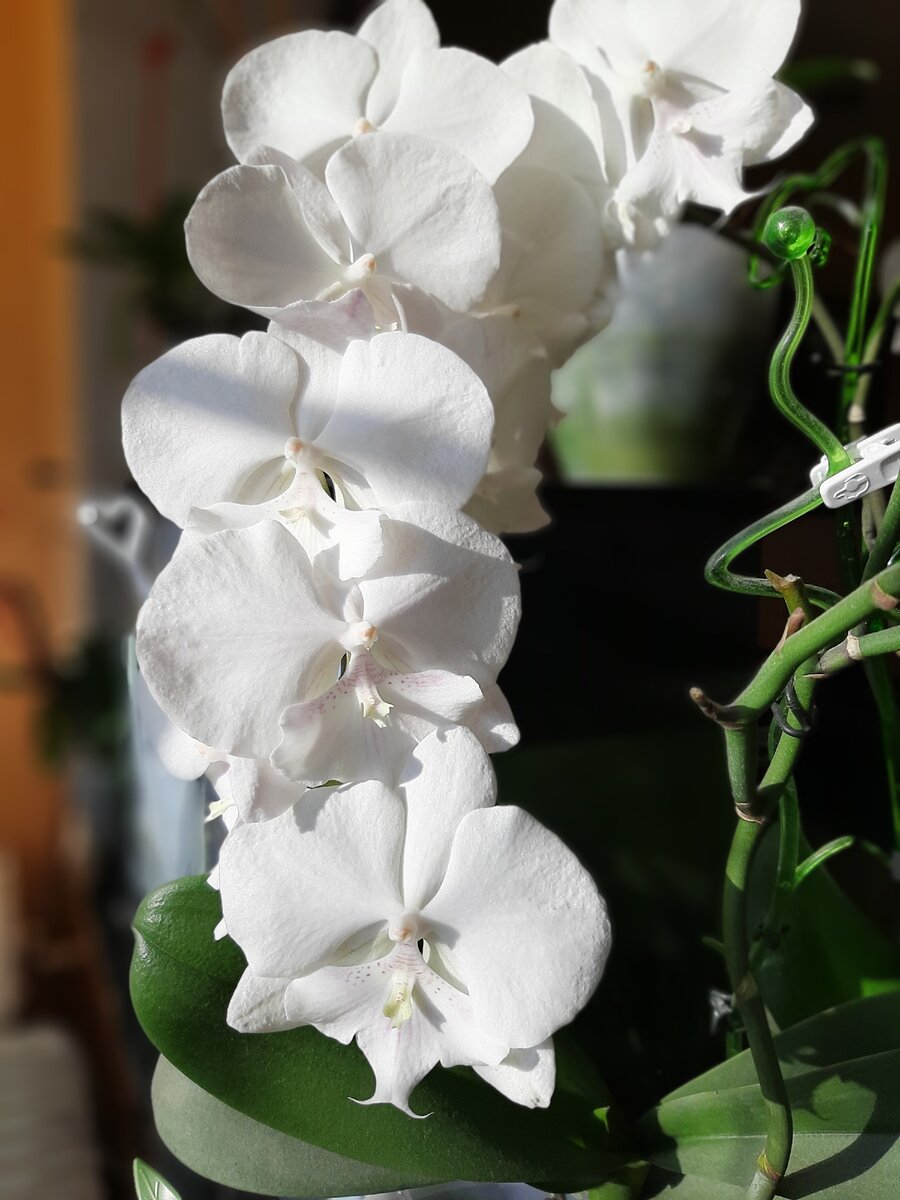 Причины, из-за которых у орхидеи вянут цветы