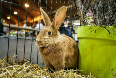 Один из экспонатов выставки PetExpo