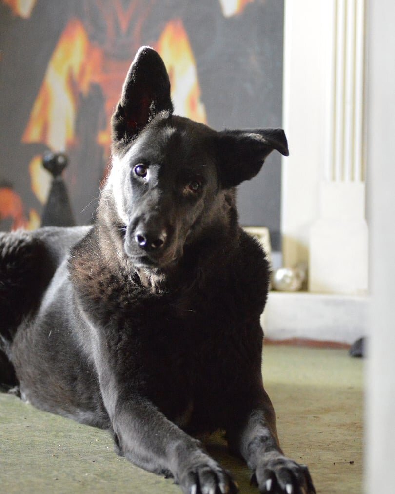 Тот самый пёс Веня)