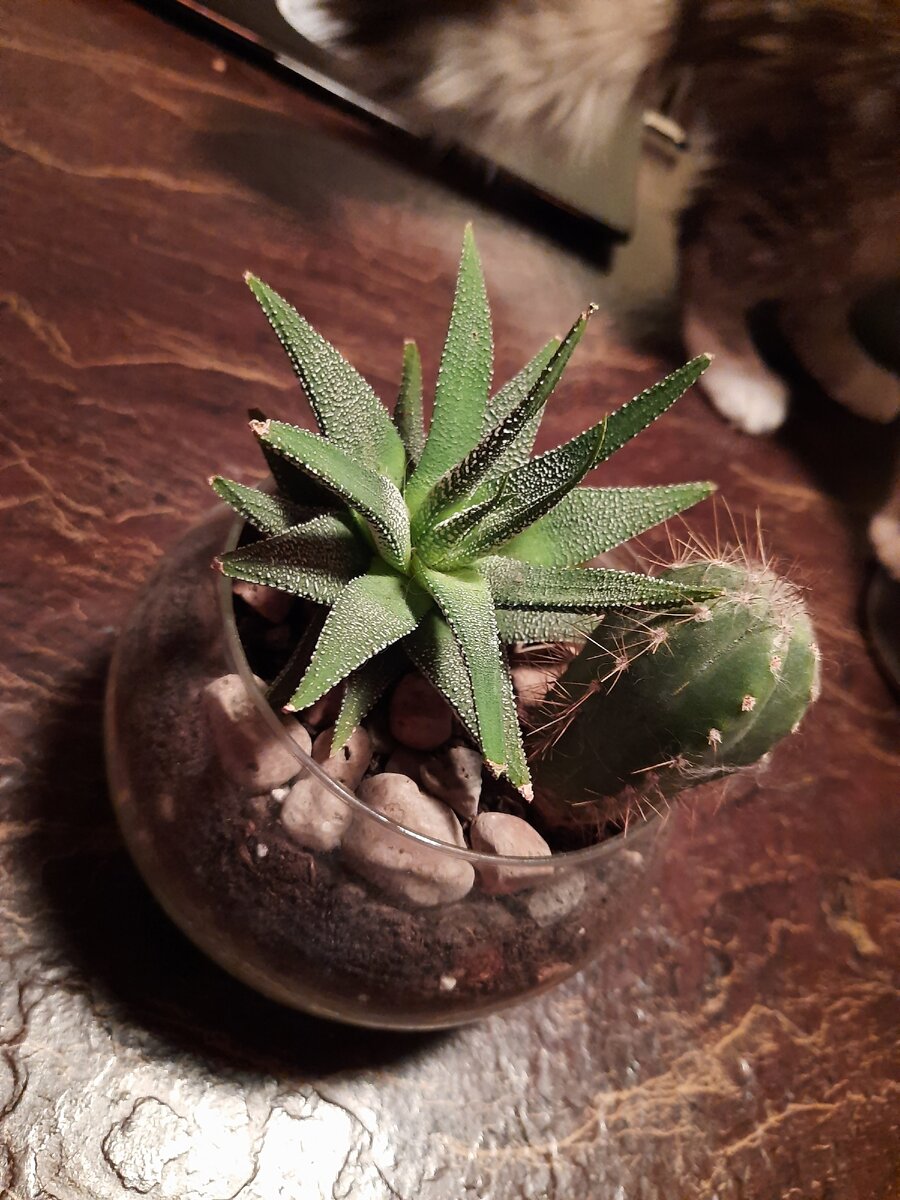 Наше Алоэ, которому уже больше года. Замечательно соседствует с кактусом. 