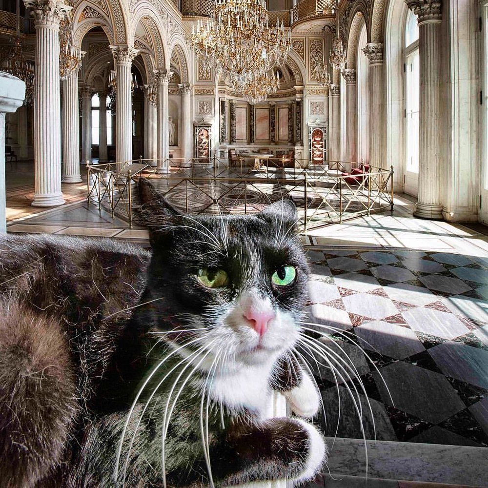 коты в санкт петербурге