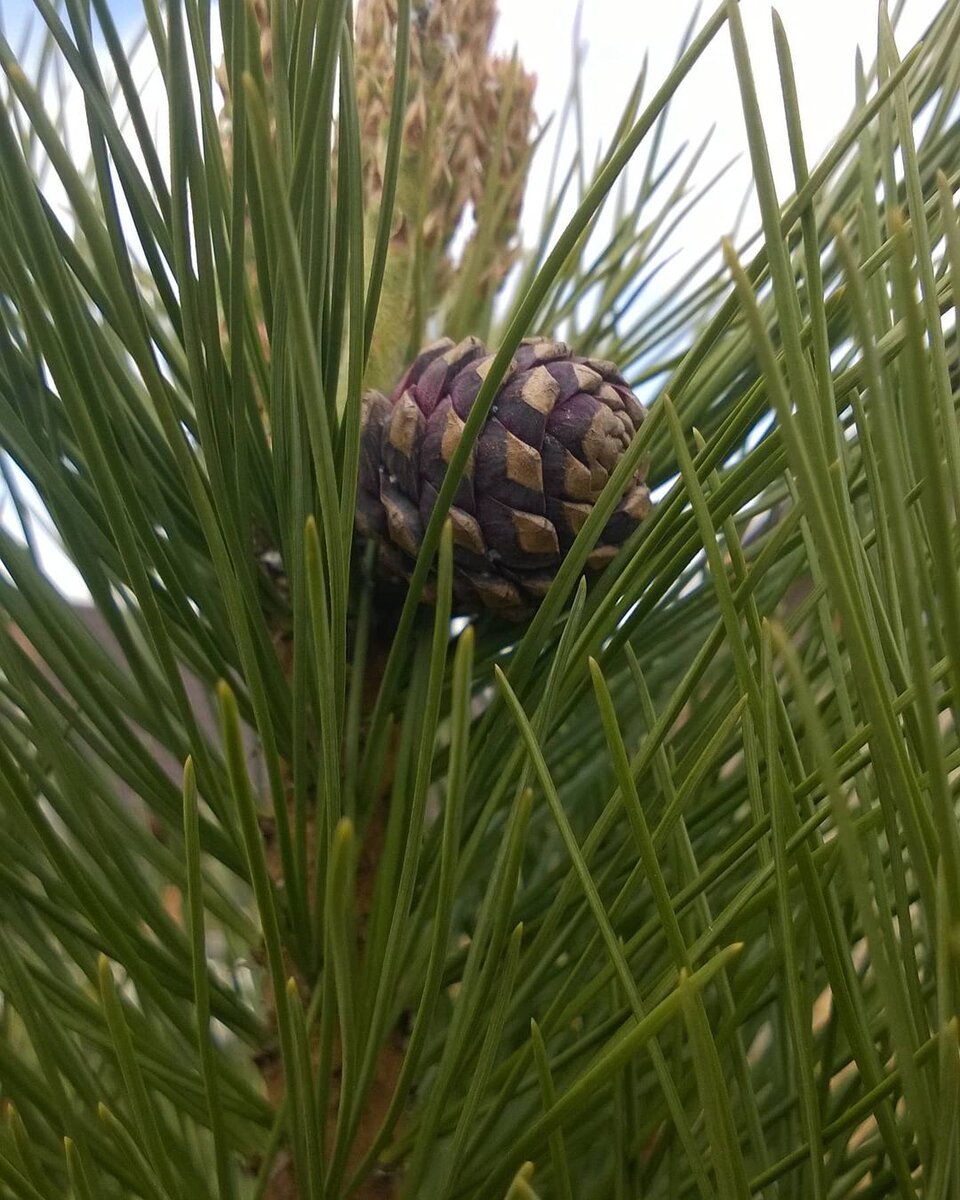 Фото из Нашего питомника!