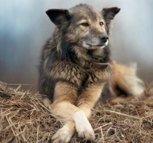 Аспергиллез у собаки: симптомы, диагностика и лечение