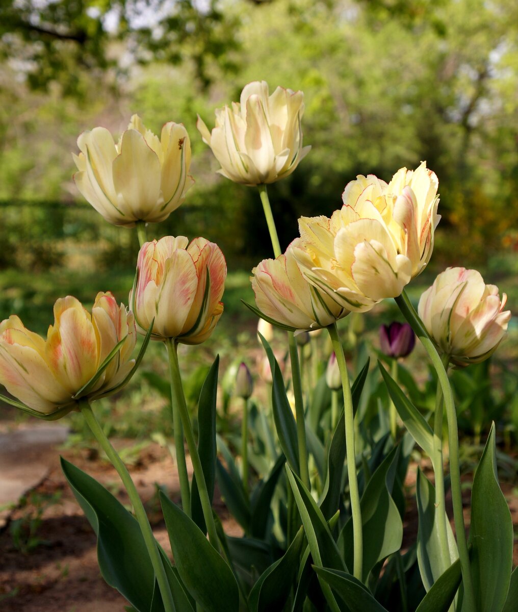 Тюльпан Акебоно (Akebono) 