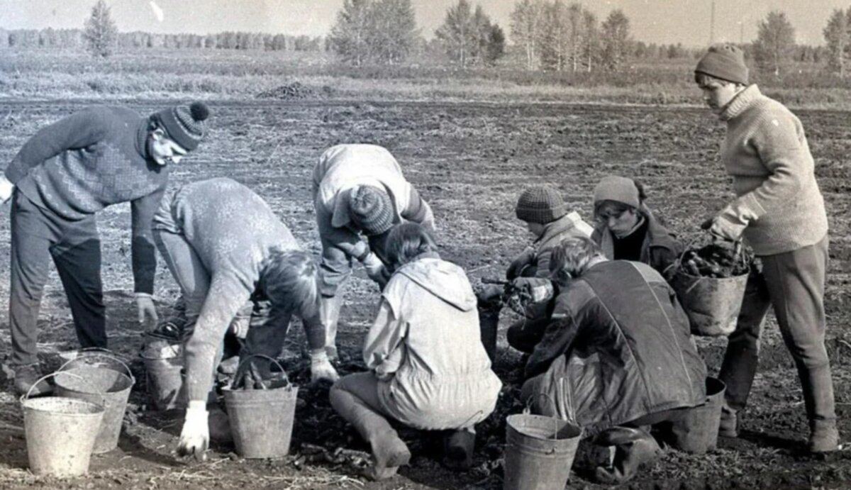 Студенты убирают картофель