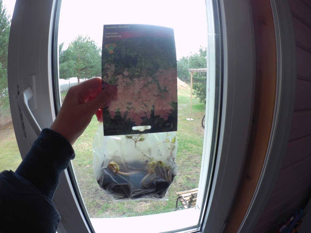 Вижу - в пакете что - то зеленеет...