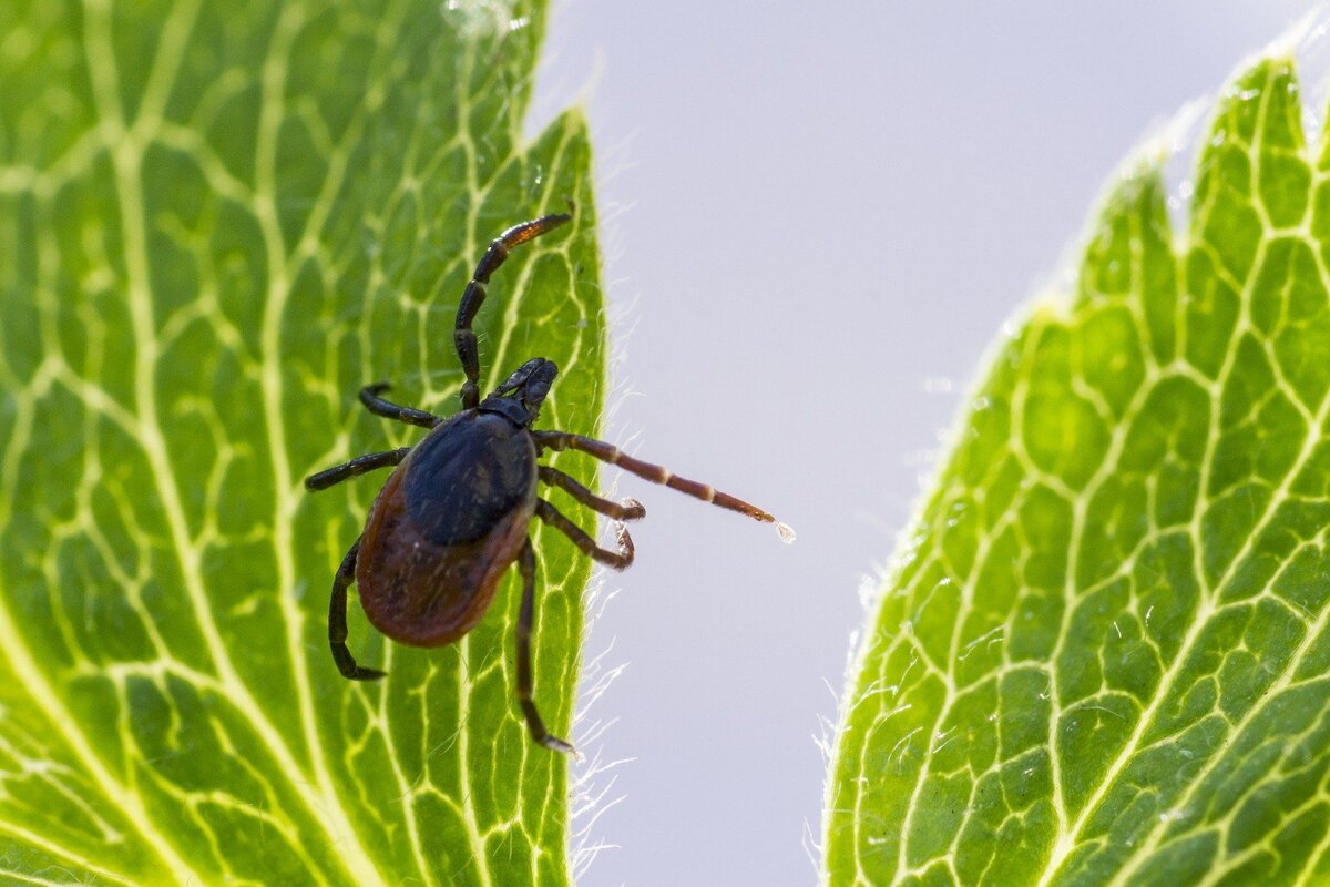 источник изображения: https://cepia.ru/klesch-foto