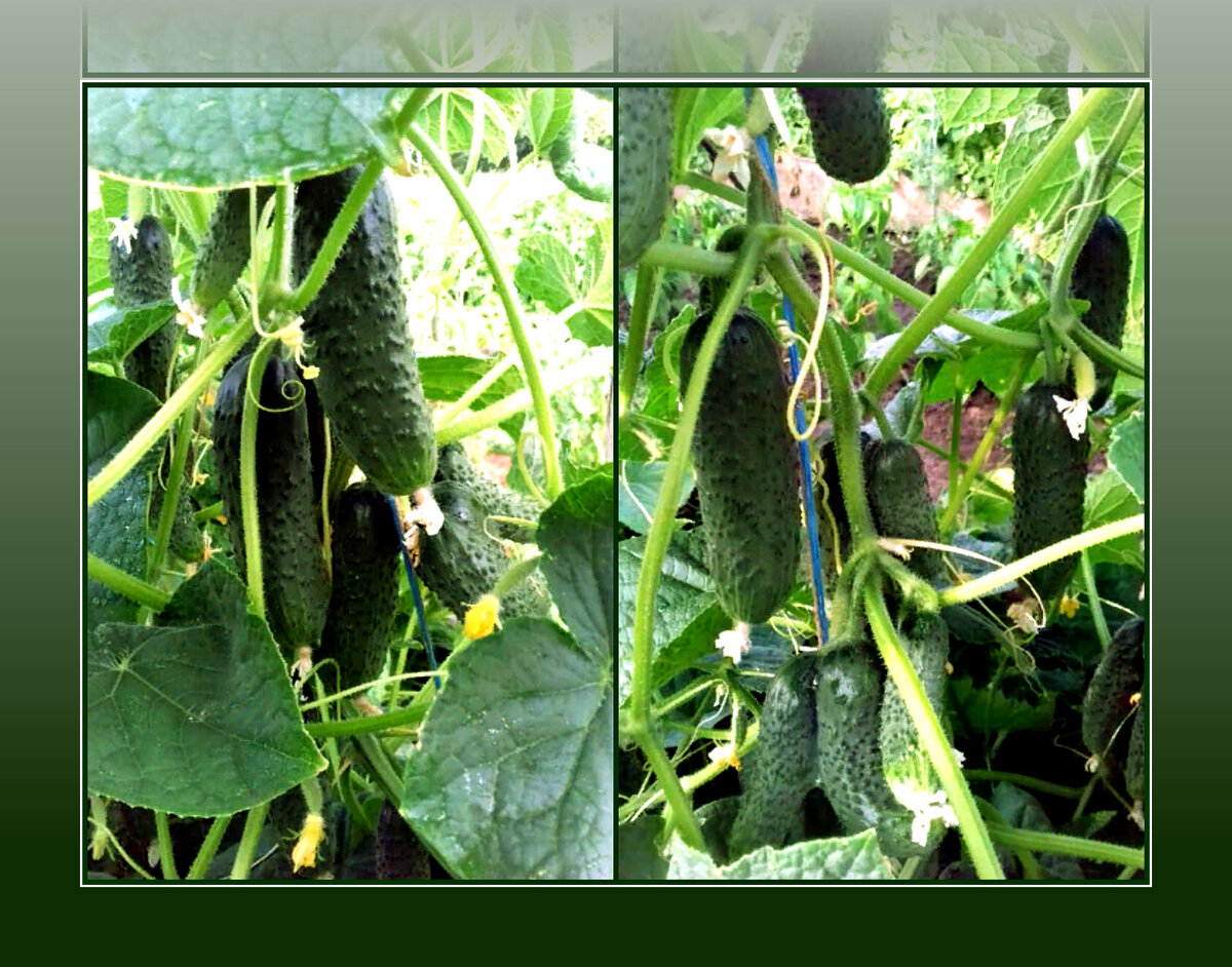 Мой любимый Герман