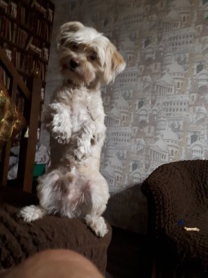 Это мой Персик. Отношения к истории он не имеет, но собачка - героиня рассказа, могла выглядеть и так. Фото сделано вскоре после того, как наш псёныш восстановился после нападения соседской собаки. Он уже привычно стоит "зайкой," но всё ещё немного грустный. Наш малыш не знал, что жизнь - это не только мёд (Персик его обожает), но и горчица, способная невероятно огорчить любого. Даже милого, смешного пса.