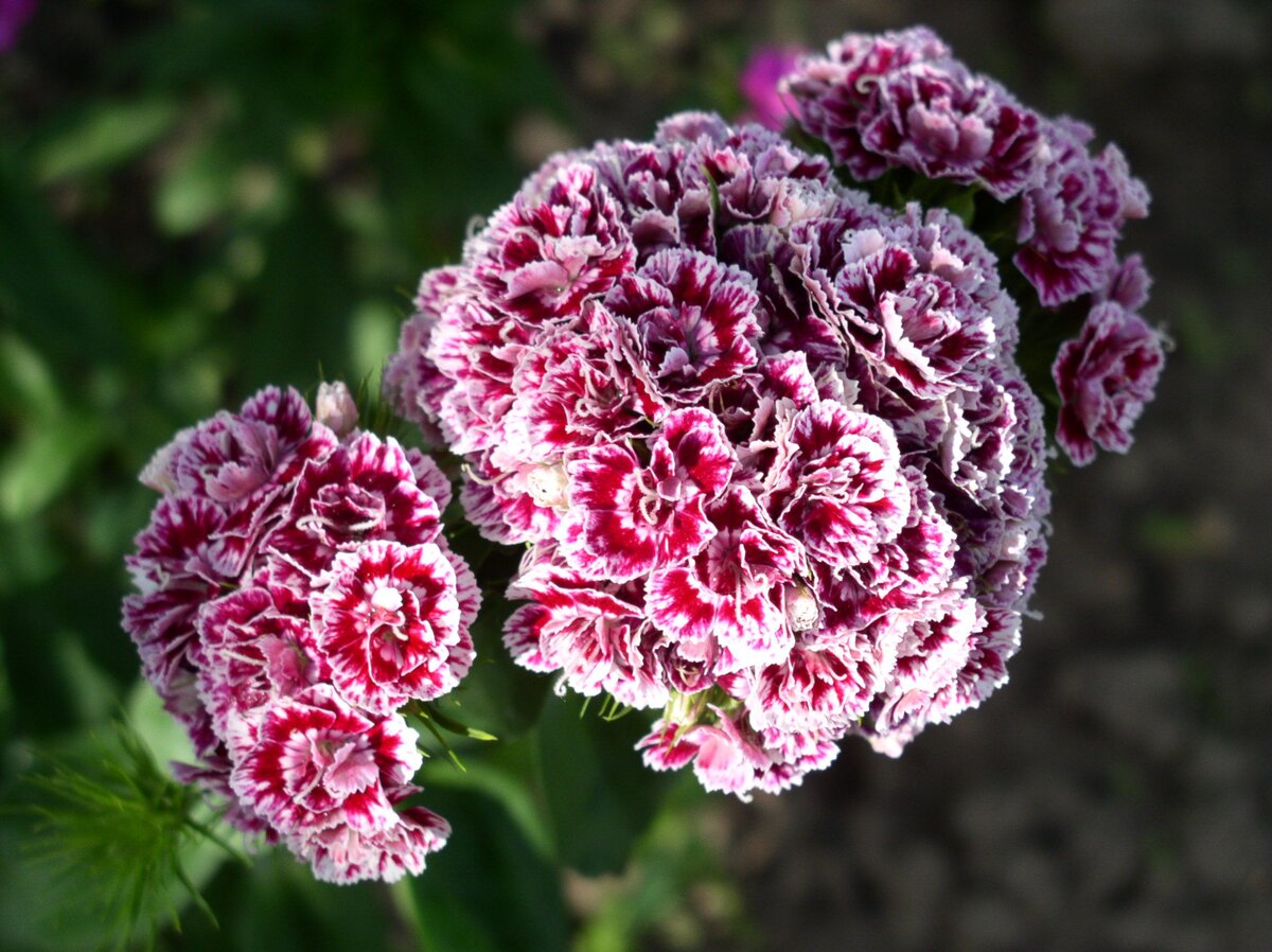 Гвоздика турецкая (Dianthus barbatus)