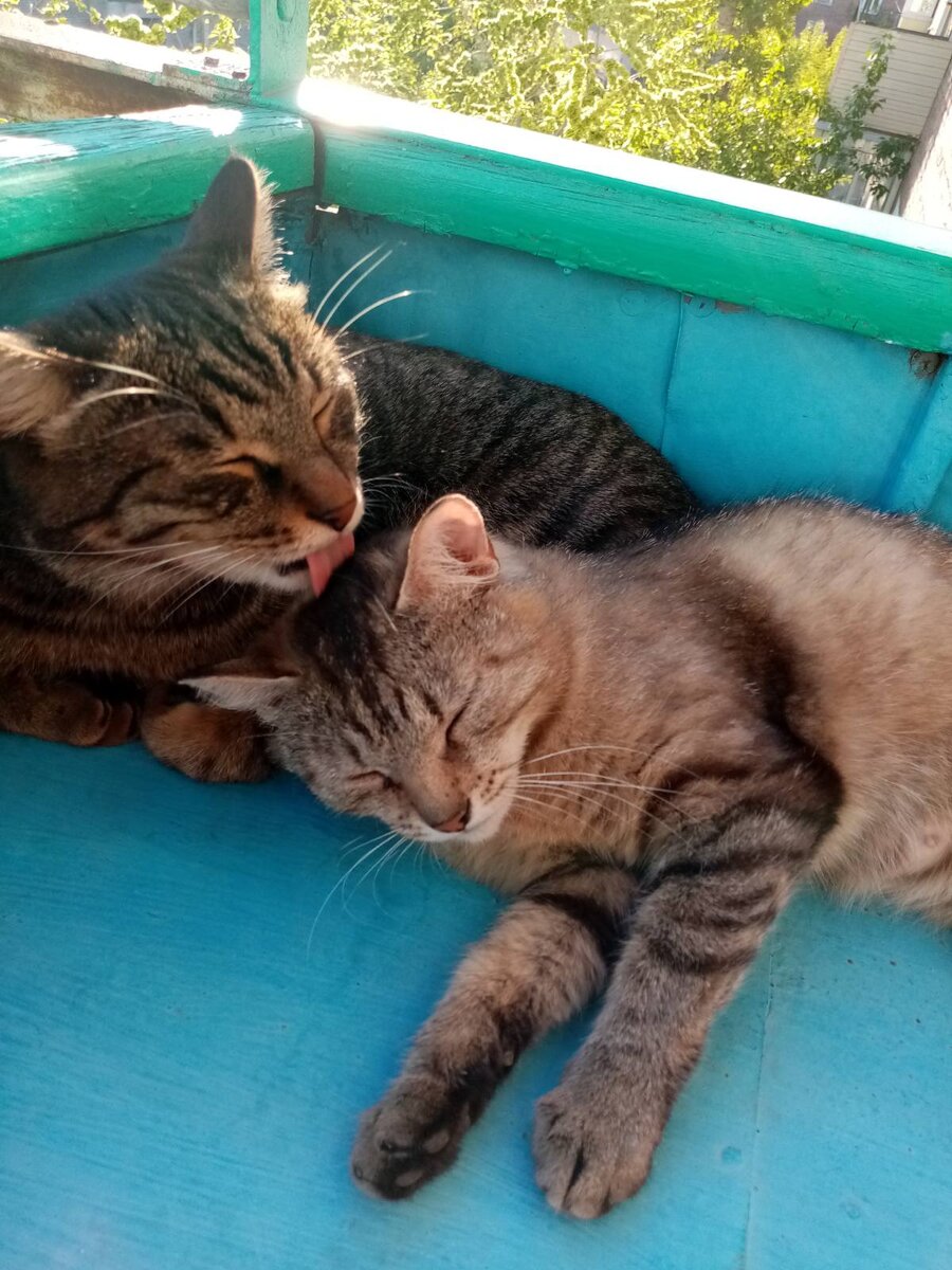 Кошечки