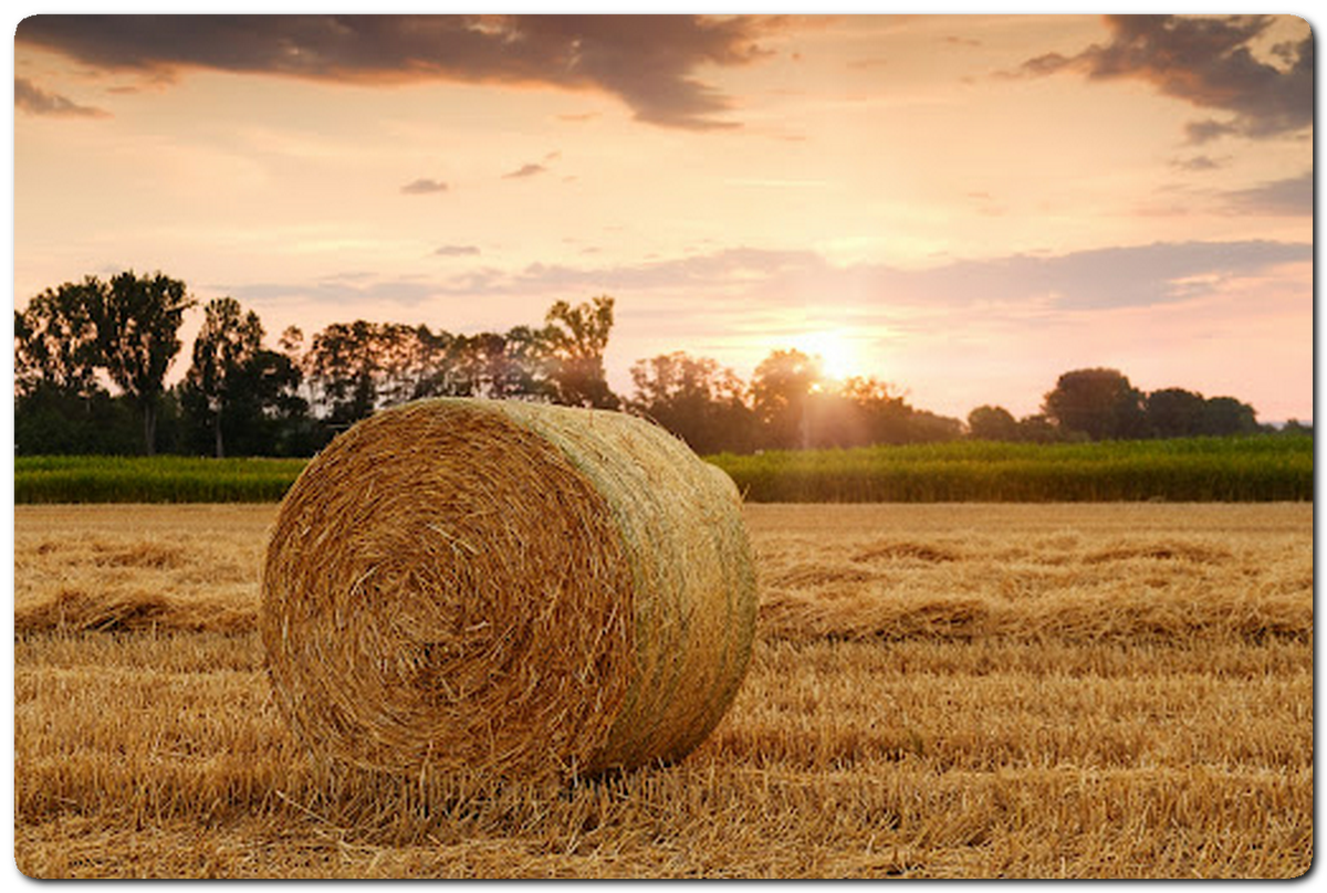 Действительно ли солома —лучшее удобрение?
