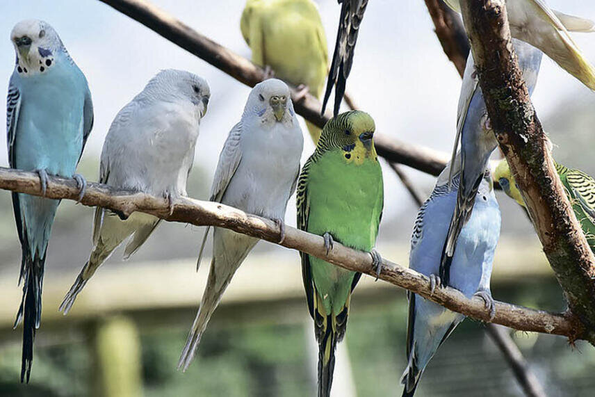 Фото: pixabay.com 