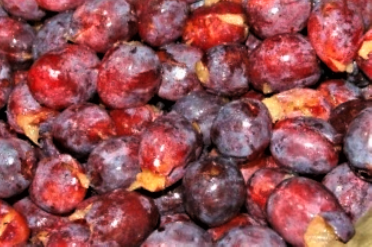 Сливовый джем( взято из свободного источника)