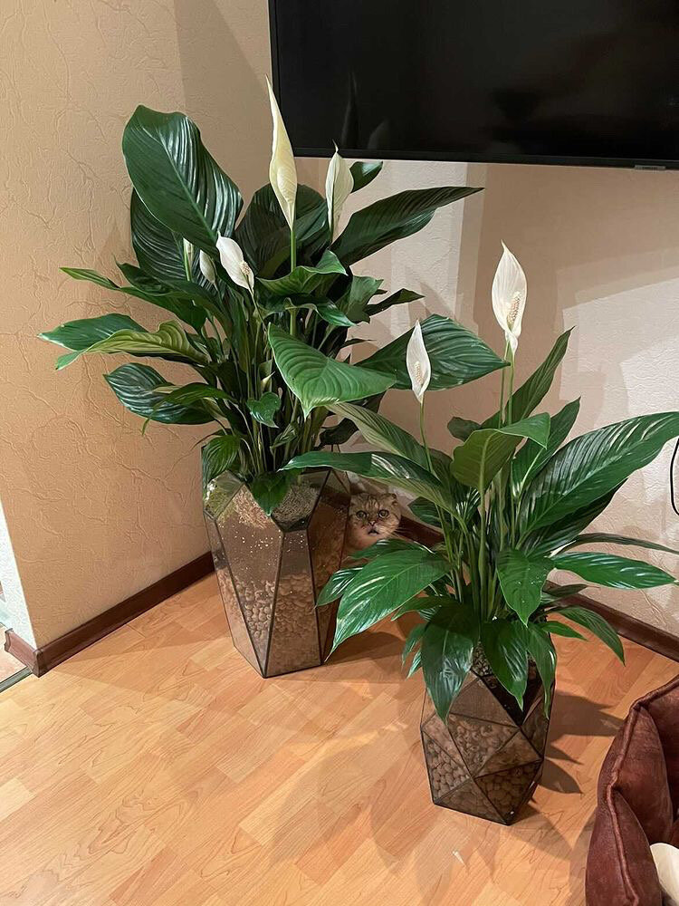 Найдите кота