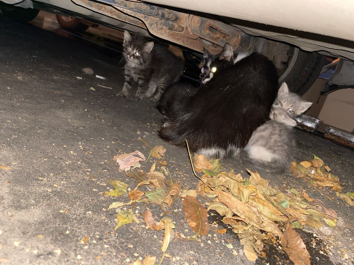 Ночью девушка обнаружила их под машиной. Они сразу побежали к ней, ведь не привыкли жить на улице и не знали, что человек может быть опасен.