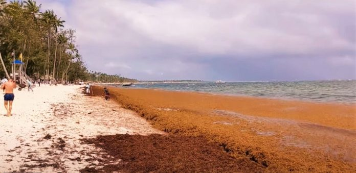 Водоросли на пляжах Доминиканы