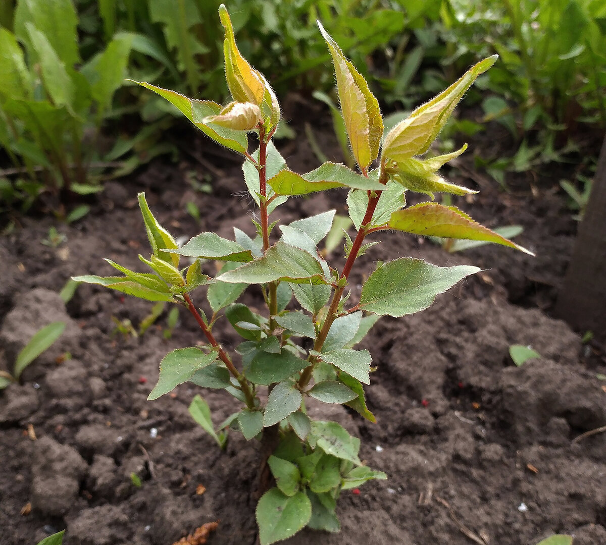 Таким отрос абрикос в конце мая 2021 года