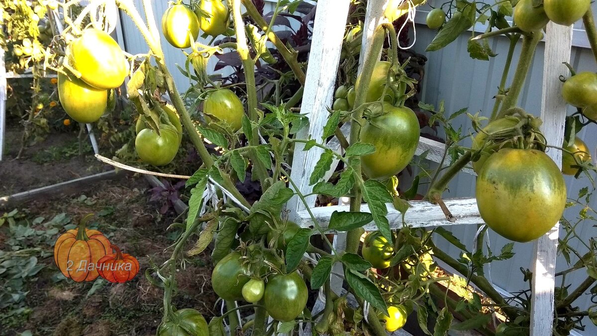 Это сорт Де Барао Царский, а на другой опоре — сорт Яблонька России.