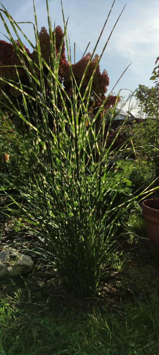  Miscanthus sinensis Zebrinus