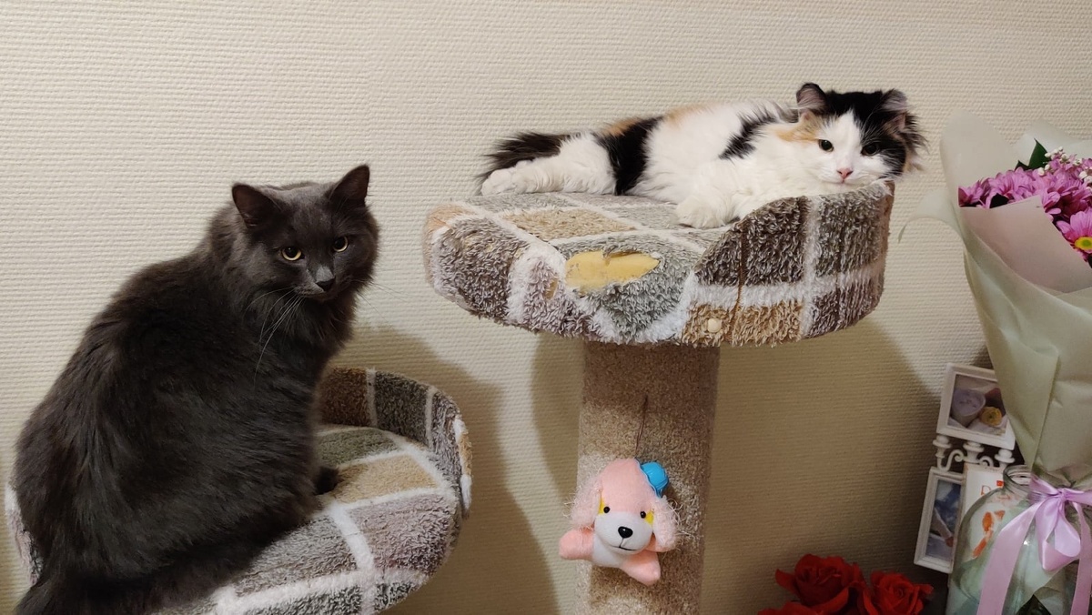 Наши подопечные Кузя и Лапка (кошечка, спасенная с улиц Серноводска)