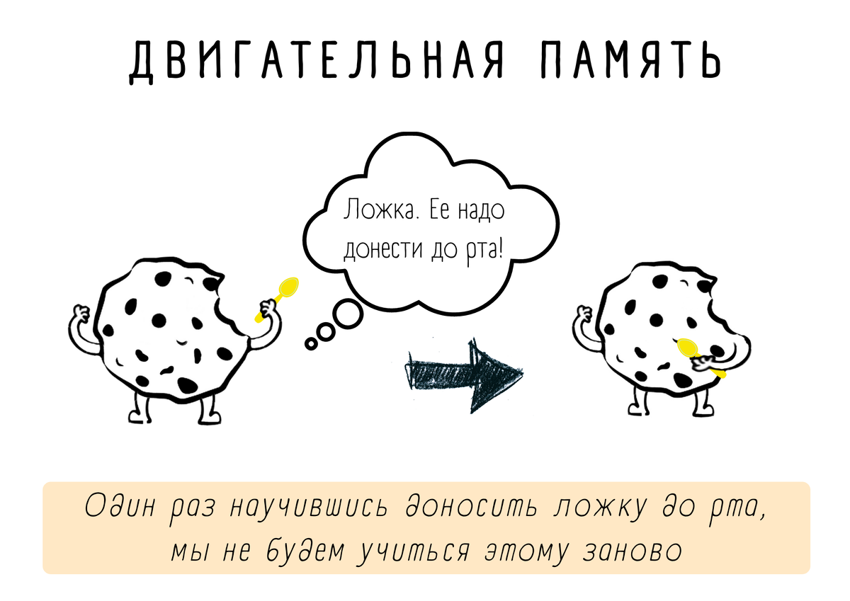 версия печенек о двигательной памяти - 1