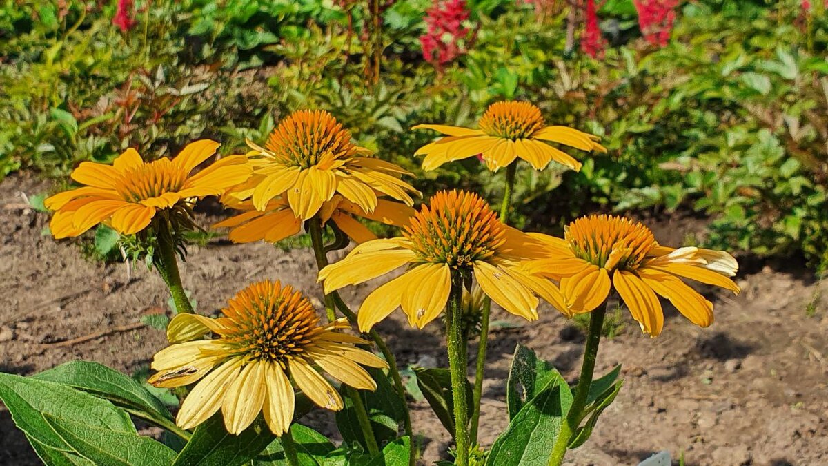 У этого сорта очень небольшая центральная часть. При этом лепестки крупные, что при компактном росте делает это растение эффектным